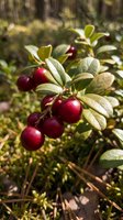 Fresh red cranberries growing on green bush branch in natural forest environment during autumn harvest season for organic food and healthy nutrition.
