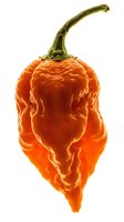 Vibrant orange ghost pepper isolated on white background, showcasing wrinkled texture and curved green stem. Suitable for culinary, food packaging, and cooking content.