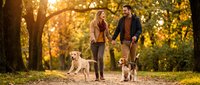 Young couple walking dogs in autumn park during golden hour sunset with warm light filtering through colorful fall foliage creating romantic outdoor scene.