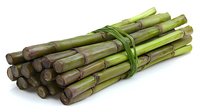 Fresh green bamboo stalks bundle tied with natural fiber on white background, raw organic Asian cooking ingredient isolated for design use.