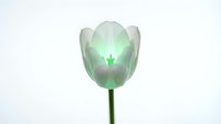 Translucent tulip with glowing green light effect isolated on white background, suitable for design projects, botanical illustrations, and creative compositions.