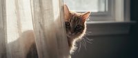 Tabby cat peeking behind sheer curtain by window, curious domestic pet looking at camera with alert expression indoors.