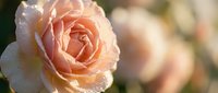 Delicate peach rose with morning dew drops on soft petals, romantic floral background with warm bokeh lighting for wedding invitations and greeting cards.