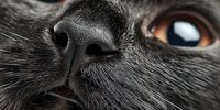 Close-up macro shot of gray cat nose and whiskers with amber eye visible, showing detailed fur texture and feline facial features for pet photography concepts.