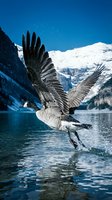 Canada goose taking flight from pristine mountain lake with snow-capped peaks and clear blue sky creating dramatic alpine wilderness scene.