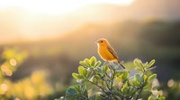 Small orange bird perched on green bush at golden sunset, creating serene nature scene with soft mountain silhouettes in background.
