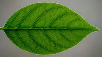 Single vibrant green leaf with visible veins against neutral background, suitable for nature, botanical, environmental, and wellness design projects.