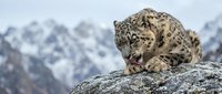 Spotted wild cat resting on rocky mountain terrain with snow-covered peaks in background, suitable for wildlife and nature editorial use.