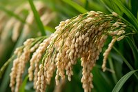 Ripe rice grains on green stalks bend under their weight in sunlight, showing agricultural crop ready for harvest. Natural farming background for food industry.