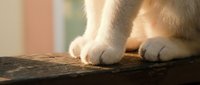 Close-up of cat paws on wooden surface in warm sunlight creating cozy domestic atmosphere for pet care and animal wellness content.