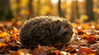 Cute hedgehog curled up among colorful autumn leaves in golden forest light. Small woodland mammal resting on fallen foliage during fall season.