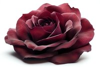 Deep burgundy rose bloom with layered petals isolated on white background for romantic designs and floral arrangements.