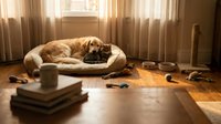 Golden retriever dog sleeping peacefully with black cat in cozy pet bed surrounded by scattered toys on warm wooden floor in sunlit living room.