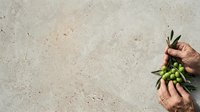 Hand holding fresh green olives with leaves on concrete surface, overhead view for food and agriculture content.