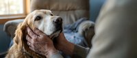 Senior golden retriever dog being gently petted by elderly hands in cozy home setting, showcasing companionship and care between pet and owner.