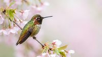 Male ruby-throated hummingbird perched on blooming cherry blossom branch with soft pink flowers and green leaves against blurred pastel background.