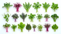 Fresh microgreens and baby leafy vegetables collection arranged in rows on white background, perfect for healthy eating and nutrition concepts.