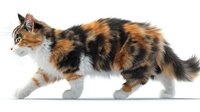 Calico cat with long fluffy fur walking gracefully in side view, isolated on white background for easy digital composition and design projects.