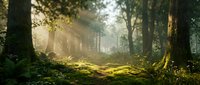 Sunlit forest path with towering trees, golden light filtering through canopy, misty woodland atmosphere for nature, travel, and environmental design projects.