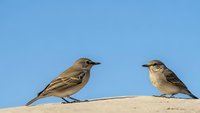 Two small songbirds perched on wooden surface against clear blue sky background. Natural wildlife photography capturing avian behavior and interaction.
