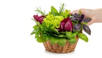 Fresh herb garden basket with basil, rosemary and leafy greens held by hand on white background for culinary cooking and healthy organic food preparation.