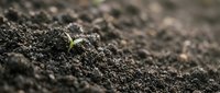 Young green plant seedling emerging from rich dark soil with shallow depth of field for agriculture and growth concepts.
