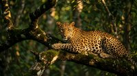 Majestic leopard resting on tree branch in dappled sunlight, showcasing spotted coat pattern and powerful build in natural wildlife habitat setting.