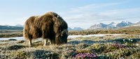Woolly mammoth grazing in arctic tundra landscape with snow-capped mountains and colorful wildflowers during prehistoric ice age period.