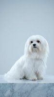 Adorable white Maltese dog sitting on marble surface against gray background, fluffy coat, small breed pet portrait for grooming and veterinary concepts.