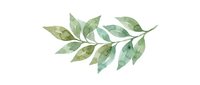 Watercolor botanical branch with soft green leaves isolated on white background, suitable for design projects, invitations, and decorative applications.