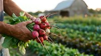 Fresh radishes with soil held in farmer's hands at harvest time in vegetable garden field. Organic farming and local produce concept for agricultural marketing and farm-to-table content.