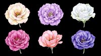 Watercolor peony flowers in soft pastel shades isolated on transparent background. Six blooming peonies in cream, purple, white, pink, coral and lavender. Ready for clipart, t-shirt design, stickers, sublimation and print-on-demand projects.