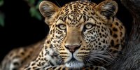 Majestic leopard portrait with intense golden eyes and distinctive spotted coat pattern resting against tree trunk in natural wildlife habitat.