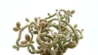 Succulent plant with twisted stems and round seed pods isolated on white background, suitable for botanical designs, gardening content, and nature-themed projects.
