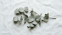 Dried eucalyptus leaves and stems arranged on white marble surface, suitable for botanical styling, wellness content, and natural design projects.