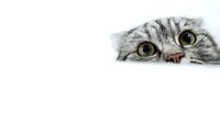 Adorable gray tabby kitten peeking over white surface with bright green eyes and curious expression isolated on white background for design projects.