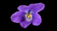 Purple violet flower isolated on transparent background, ready for t-shirt design, stickers, clipart, print on demand, sublimation, and floral craft projects.