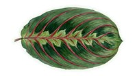 Calathea ornata leaf with pink stripes and green foliage, isolated on white background, suitable for botanical design, home decor, and plant-themed projects.