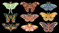 Colorful exotic moths and butterflies collection, isolated on transparent background, ready for stickers, t-shirt design, print on demand, sublimation, and clipart use.
