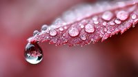 Delicate water droplets on red autumn leaf create natural lens effect, with large drop reflecting surrounding nature in crystal clear sphere. Macro photography.