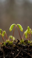 Young green seedlings emerging from dark soil with delicate stems and fresh leaves sprouting in natural garden environment for growth concepts.