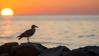 Seagull silhouette standing on rocky coastline during golden sunset over calm ocean waters creating peaceful seascape scene for nature and travel content.