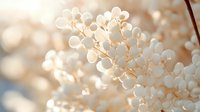 Delicate white hydrangea flowers in soft beige and cream tones create dreamy natural background with bokeh effect, macro photography for romantic design.