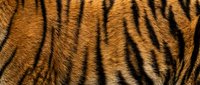 Close-up tiger fur texture with distinctive orange and black stripes showing natural wild animal coat pattern for wildlife and nature designs.