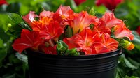 Vibrant coral-red daylilies blooming in black plastic container against green foliage background, fresh garden flowers for seasonal decoration and landscaping.