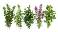 Fresh culinary herbs collection with rosemary, thyme, oregano, lavender and basil sprigs isolated on white background for cooking and seasoning.