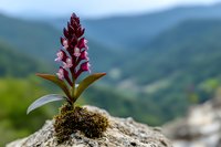 Small resilient plant with purple flowers growing from moss on rocky surface against blurred mountain landscape background symbolizing perseverance and growth.