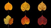 Autumn leaves in various stages of seasonal color change, isolated on transparent background. Golden yellow, orange, and deep red foliage elements ready for fall designs, t-shirt graphics, stickers, and print-on-demand projects.