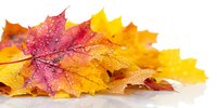 Vibrant autumn maple leaves with water droplets on white background, showcasing seasonal colors from red to golden yellow.