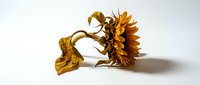 Dried sunflower with wilted petals and brown stem on white background, isolated for design projects and botanical illustrations.
